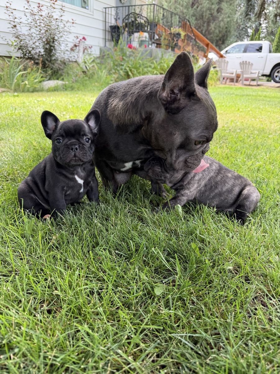 French Bulldogs