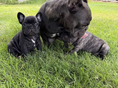 French Bulldogs