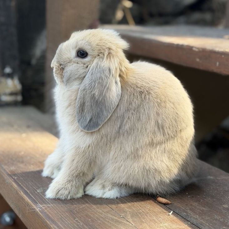 Cream Holland Lop Doe Ready Now