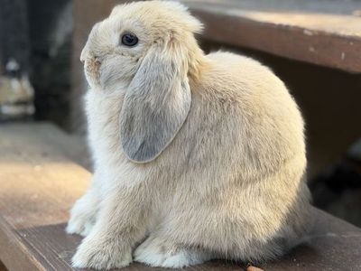 Cream Holland Lop Doe Ready Now