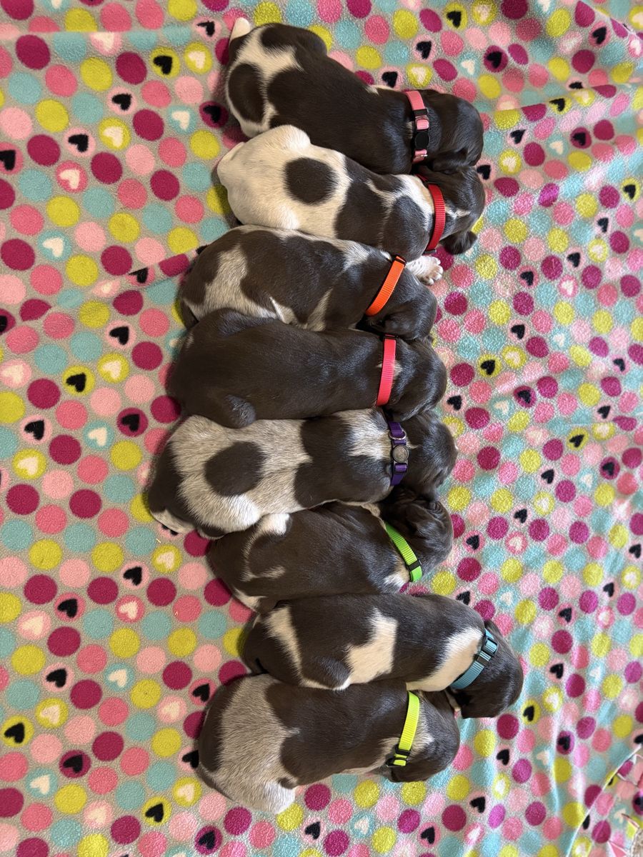 AKC German Shorthair Pointer