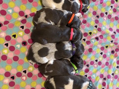 AKC German Shorthair Pointer