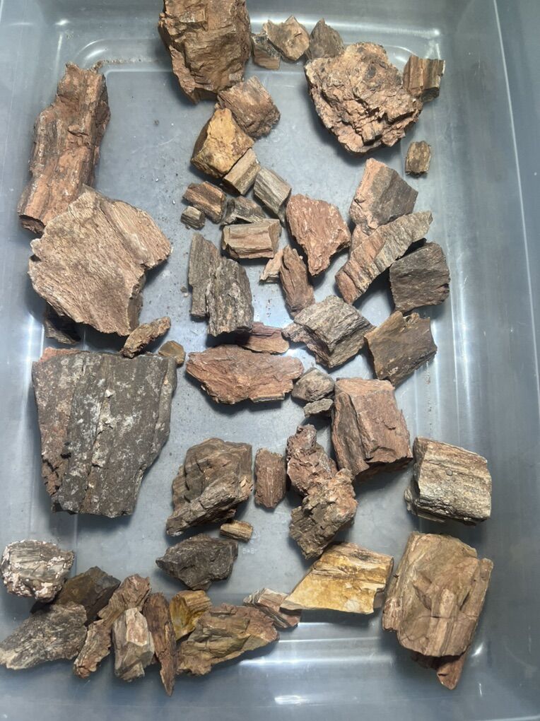 Crystallized, Petrified Wood