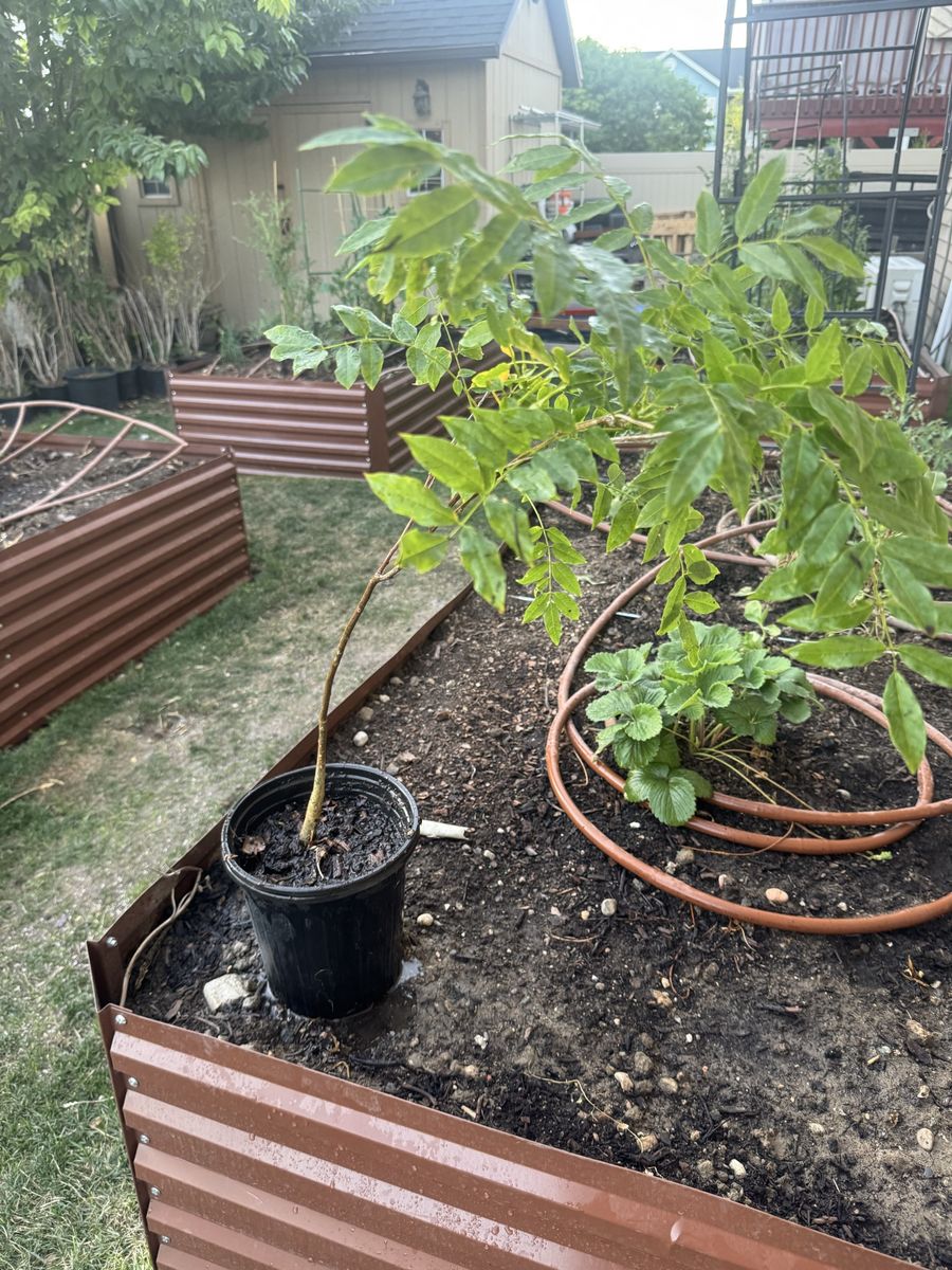 Wisteria Vine Perennial
