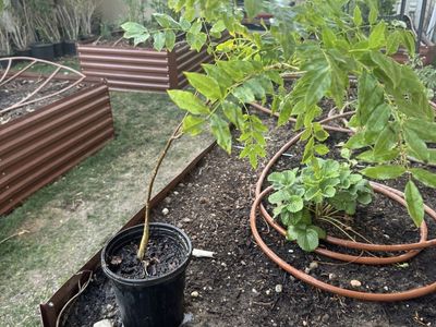 Wisteria Vine Perennial