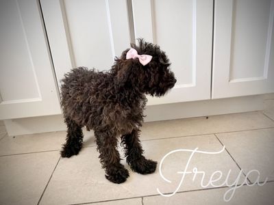 Miniature poodle puppies