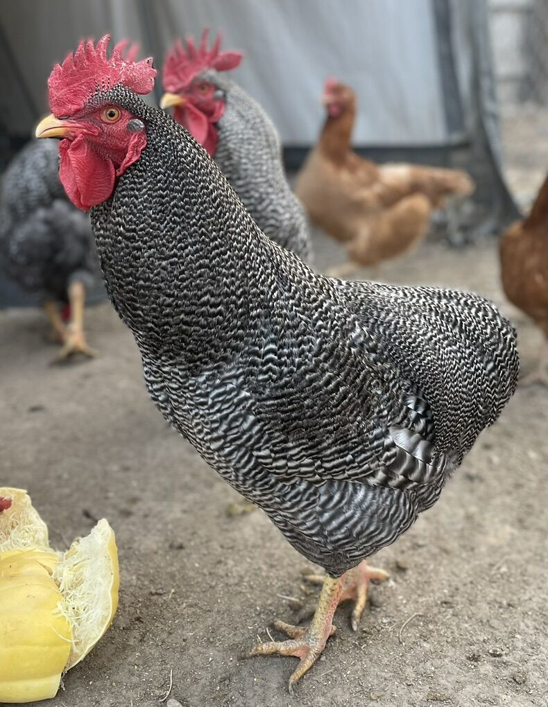 Fresh Hatching Eggs Barred Rock / New Hampshire