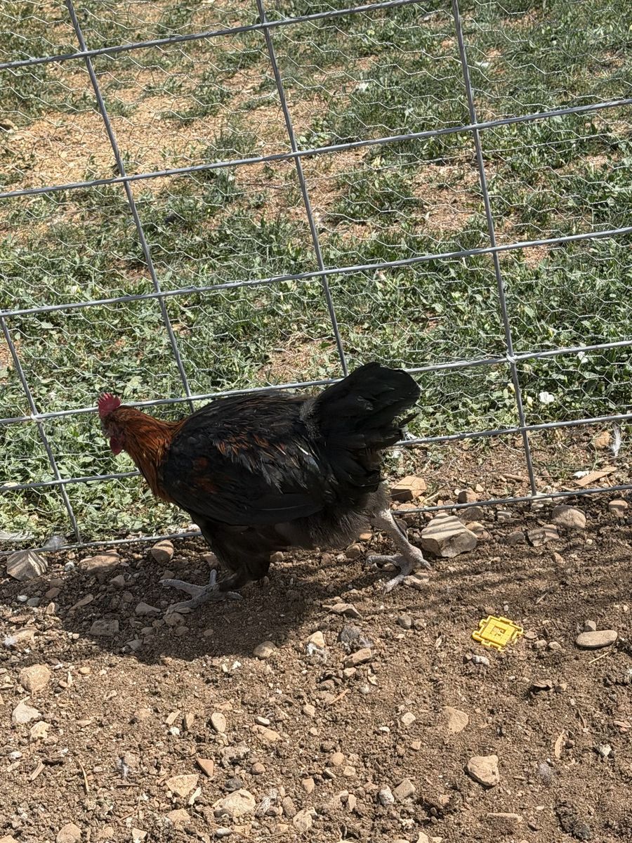 Bcm roosters