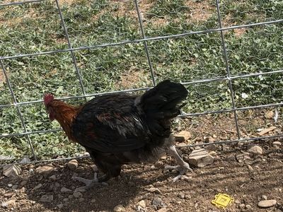 Bcm roosters