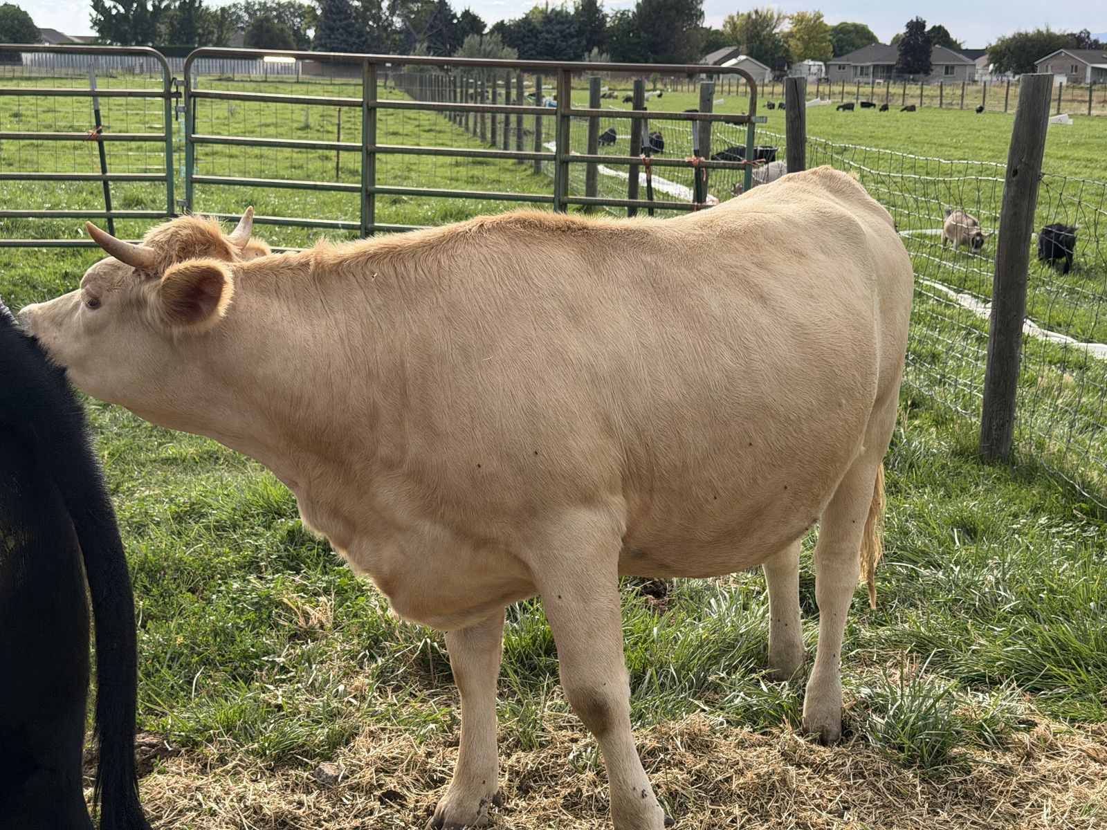 Charolais beef cow