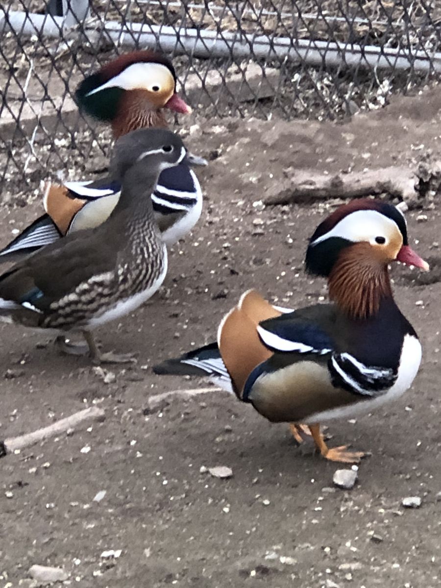 Mandarin and Wood Ducks 