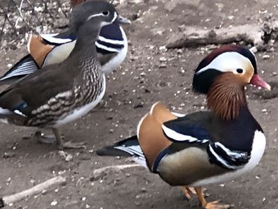 Mandarin and Wood Ducks