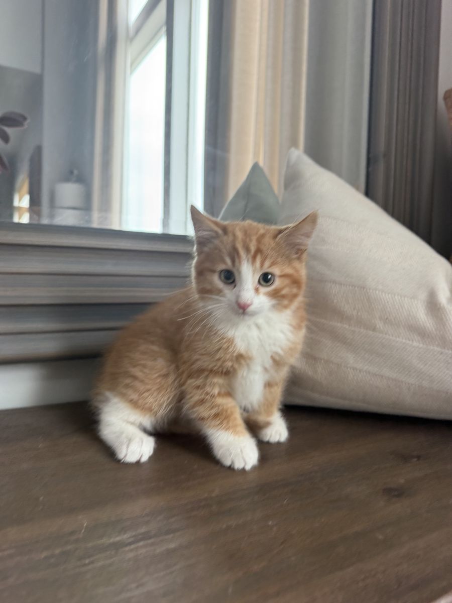 Cutest Fluffy 9 Week vaccinated Kittens