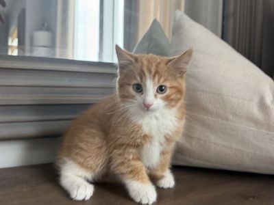 Cutest Fluffy 9 Week vaccinated Kittens