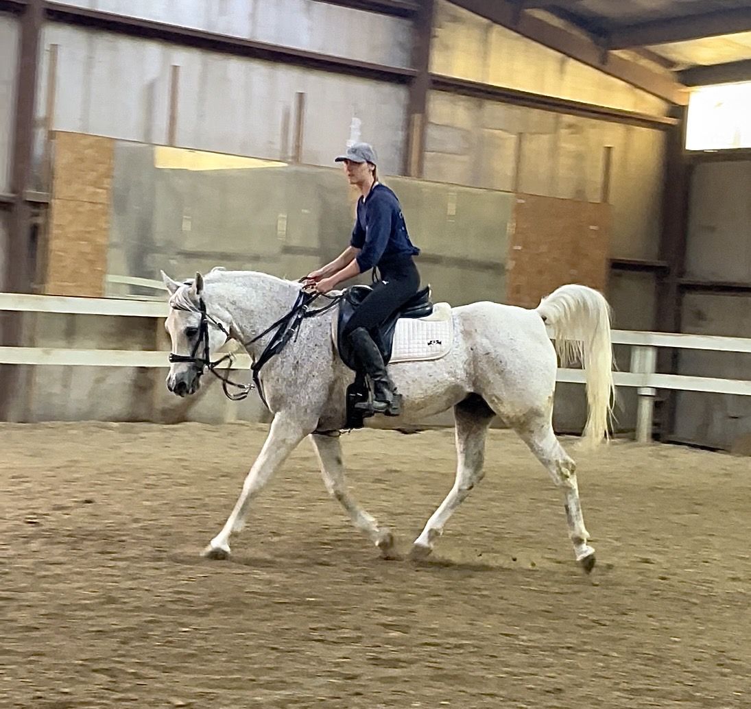 Arabian Gelding For Sale