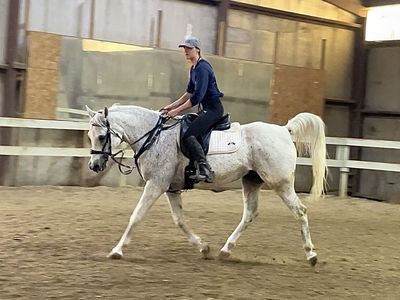 Arabian Gelding For Sale