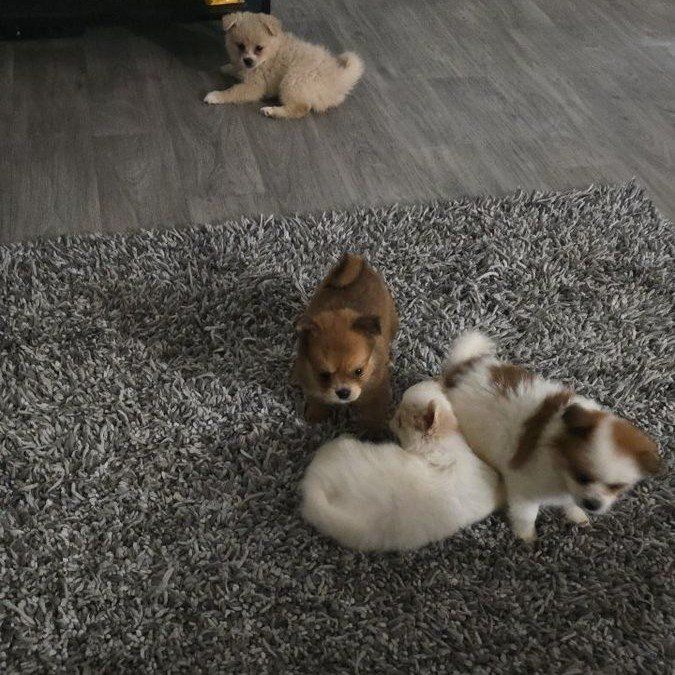 pomeranian mix pups