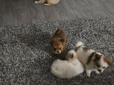 pomeranian mix pups