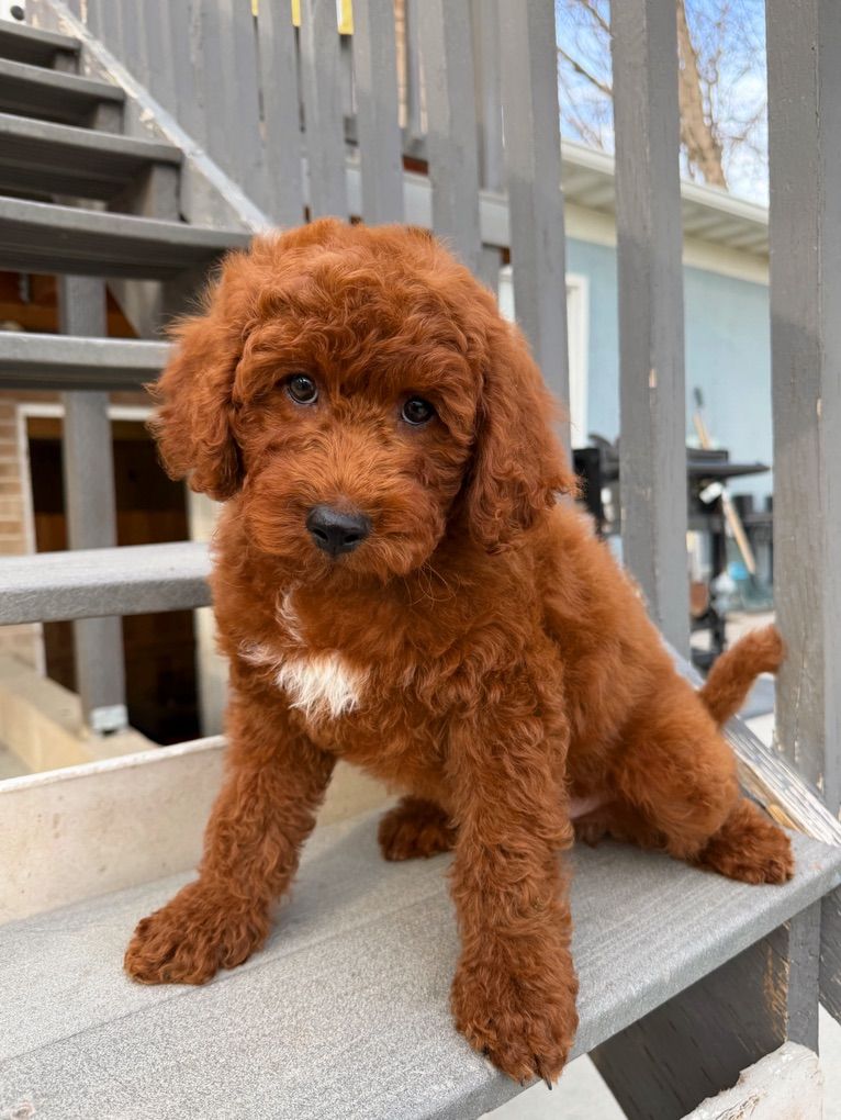 Stunning, Deep Red Mini Goldendoodle Puppies
