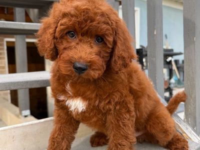 Stunning, Deep Red Mini Goldendoodle Puppies