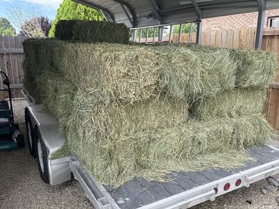 Grass hay