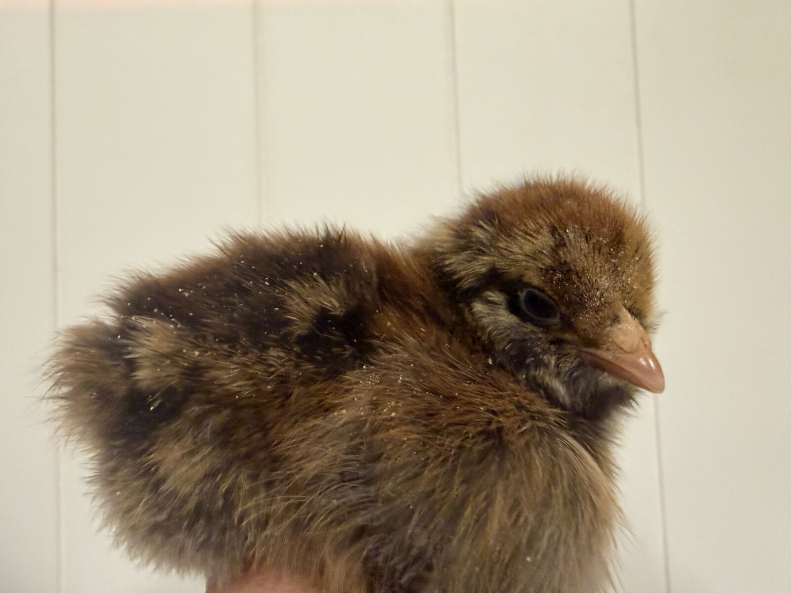 1 day old chicks! Beautiful sexed pullets
