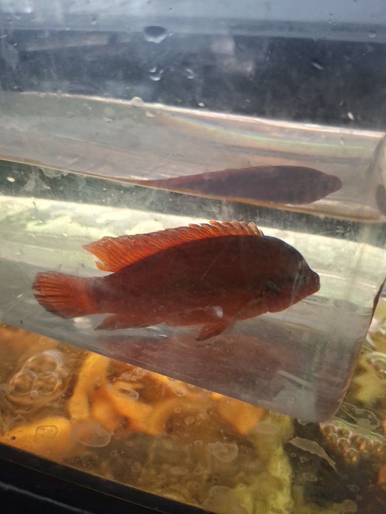 Brite RED turkana jewel cicklids
