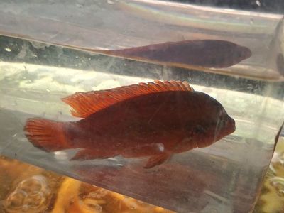 Brite RED turkana jewel cicklids