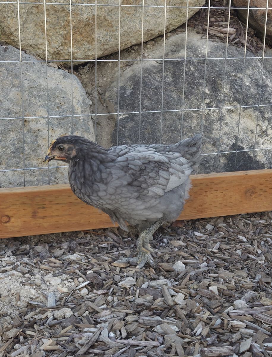 Blue Copper Marans