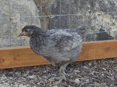 Blue Copper Marans