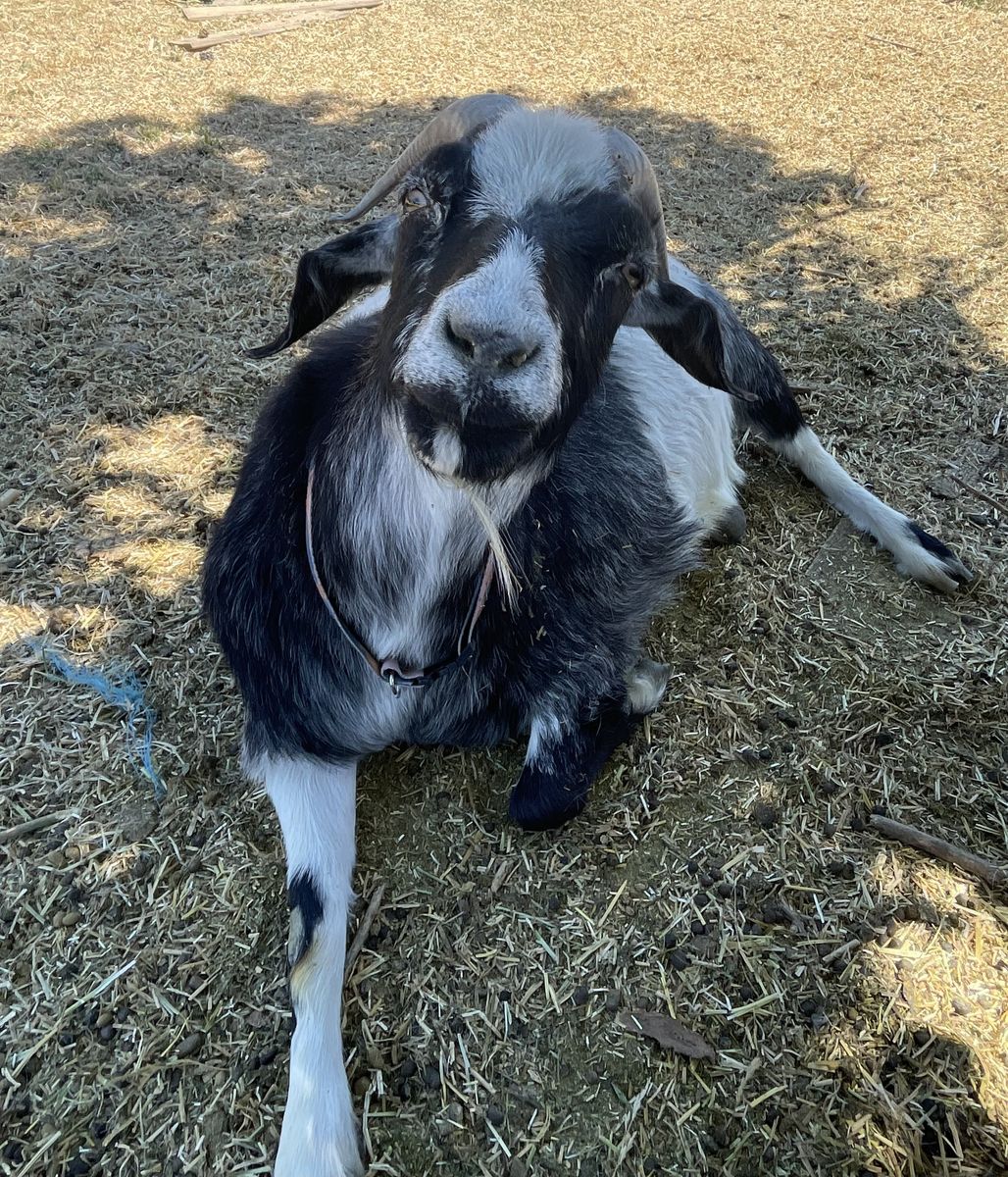 Nigerian Dwarf Duo