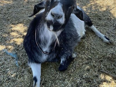 Nigerian Dwarf Duo