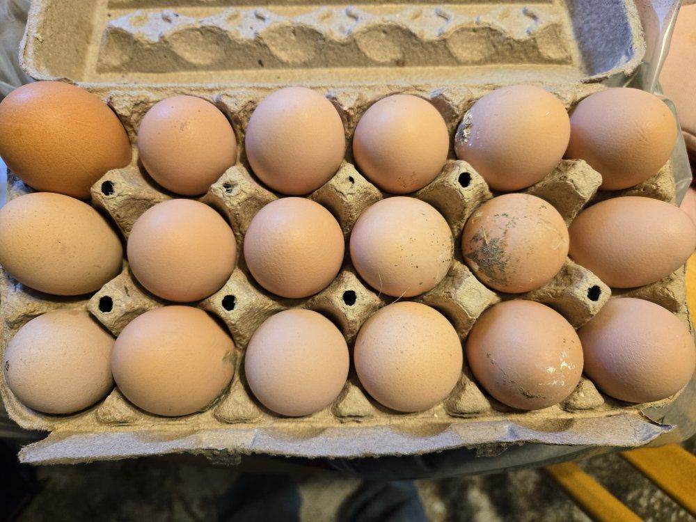 fresh chicken eggs