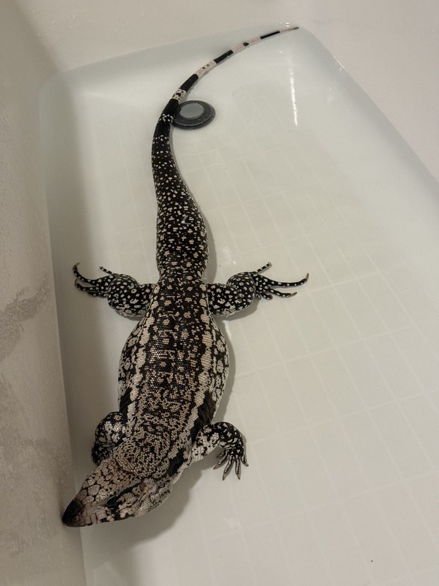 Female Blue Tegu