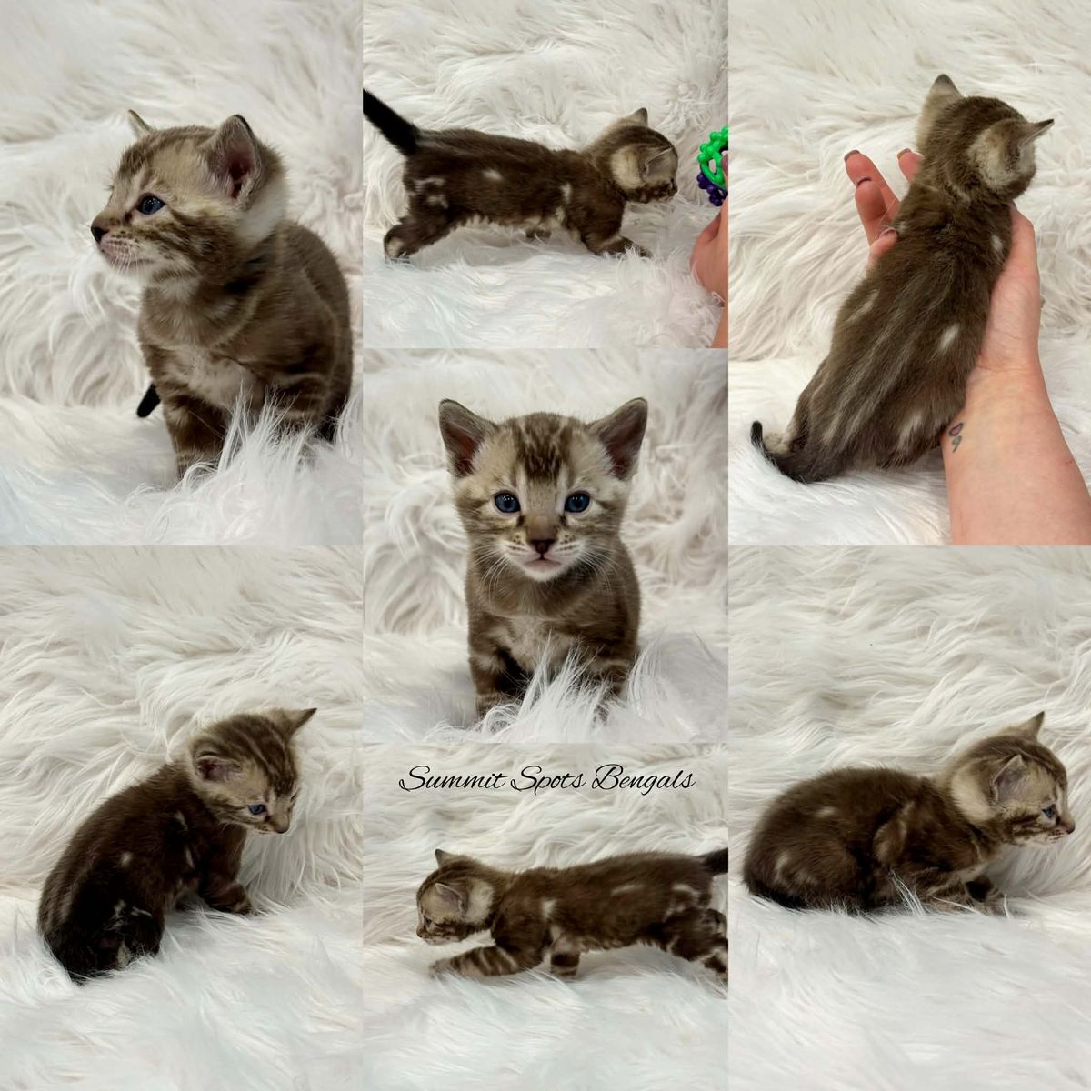 TICA Bengal Kittens