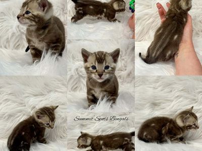 TICA Bengal Kittens