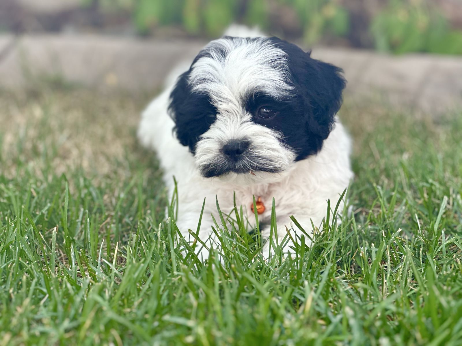 Shorkie Shih Tzu Yorkshire Terrier Mix Puppy. Recent Price Drop!