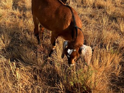 Nubian Wethers