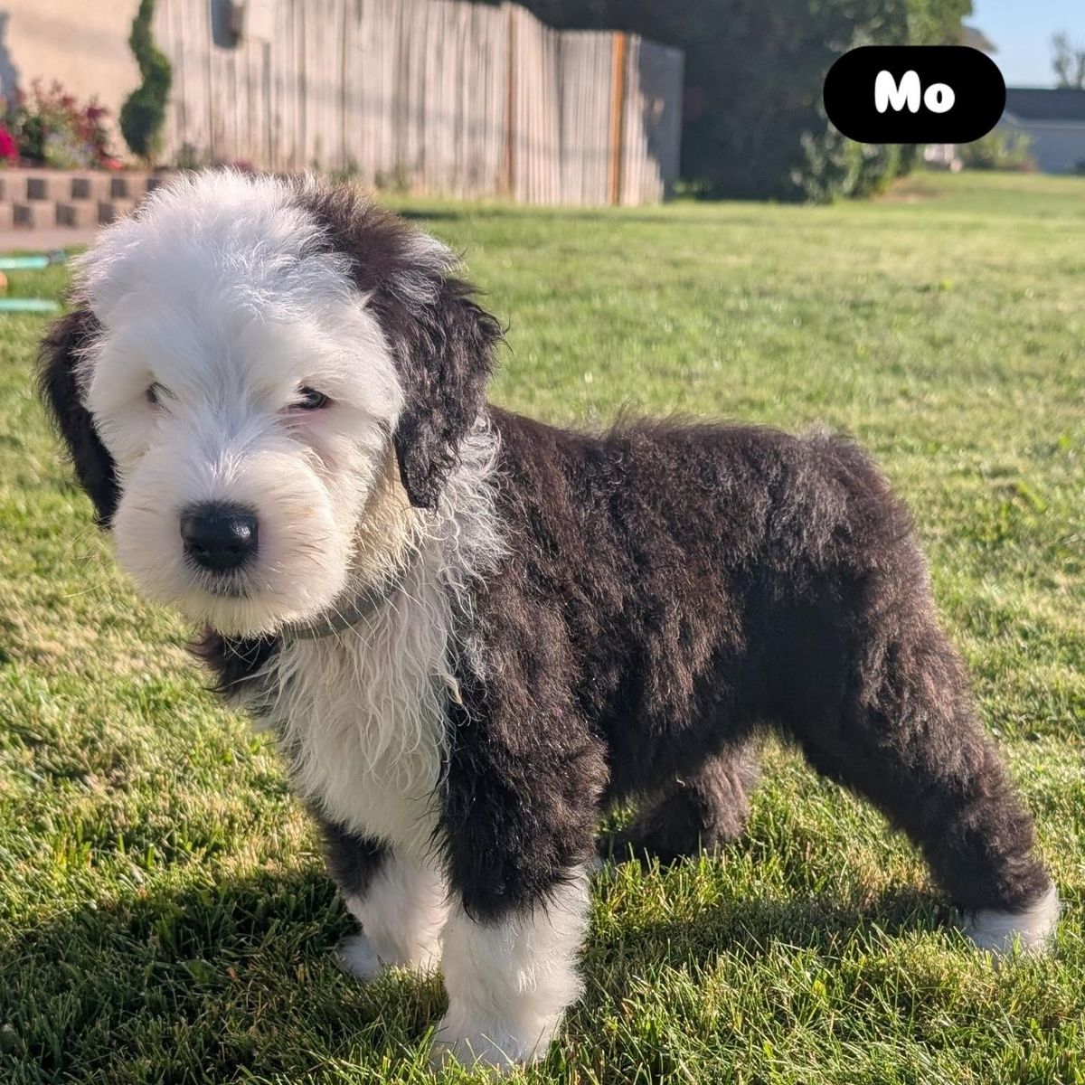 Old English Sheepdog puppies - 4 left!