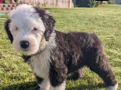 Old English Sheepdog puppies - 4 left!