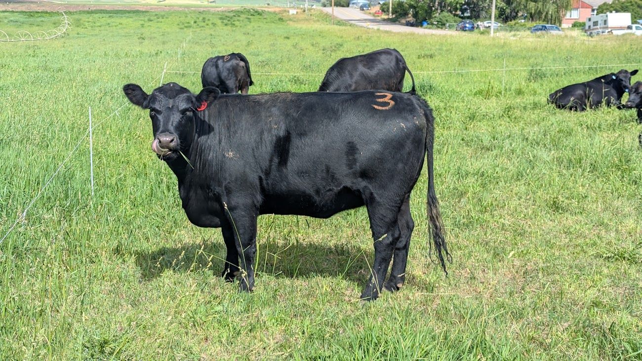 4x Bred 1st calf heifers