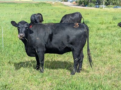 4x Bred 1st calf heifers