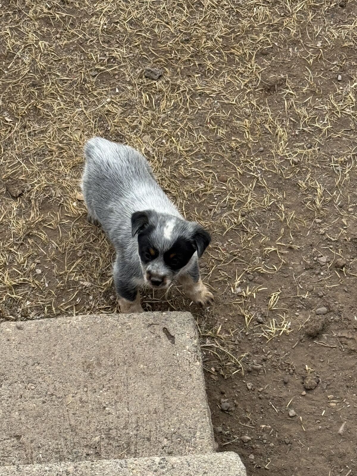 HEELER PUPS - only 2 left!!! THEY WILL BE ON THE SMALL SIDE!!! ONLY 2 MALES LEFT!!!