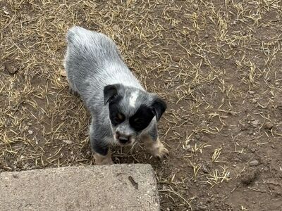 HEELER PUPS - only 2 left!!! THEY WILL BE ON THE SMALL SIDE!!! ONLY 2 MALES LEFT!!!