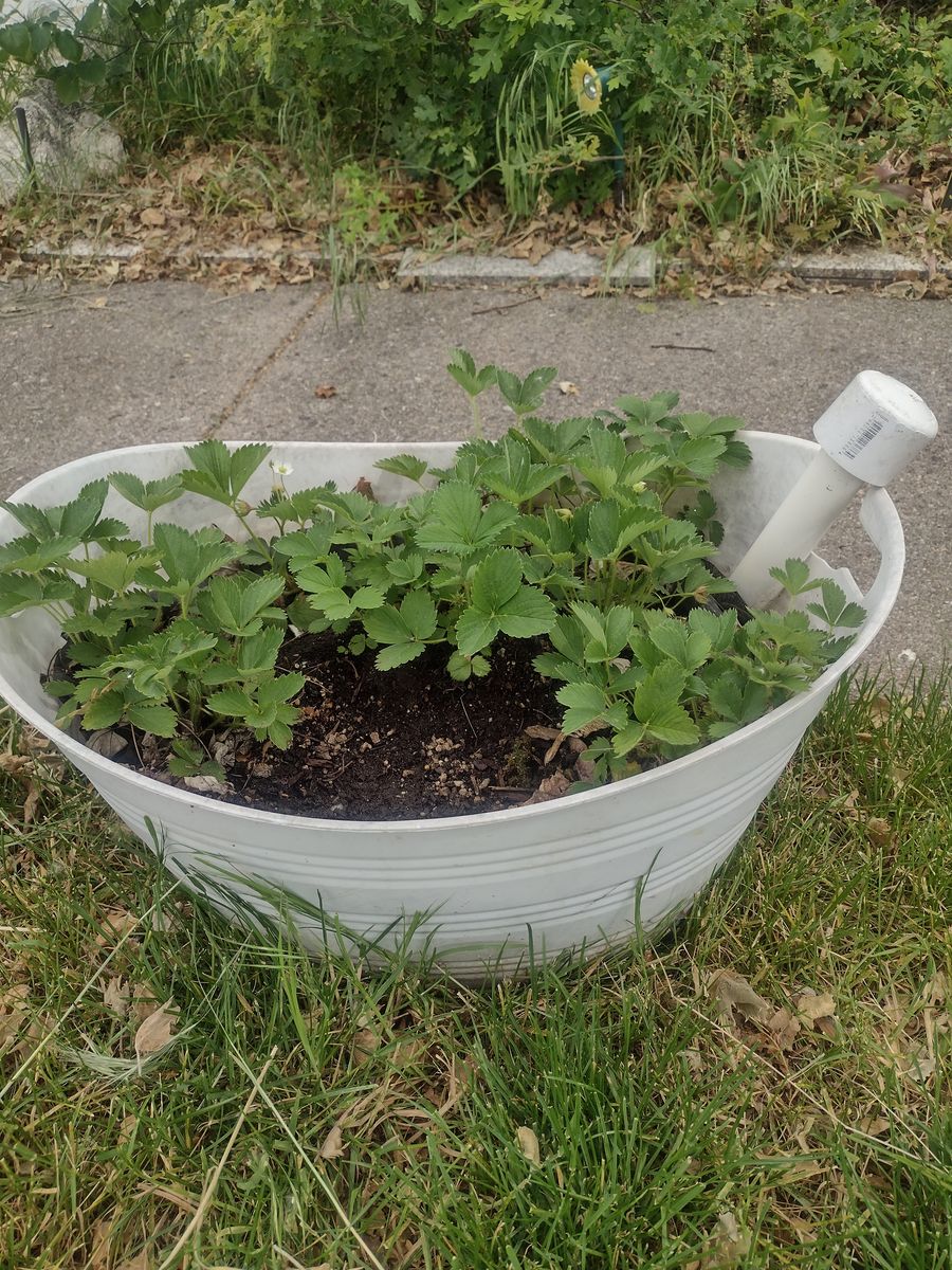 Strawberry Plants in planter