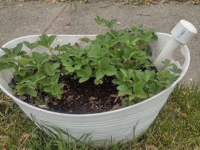 Strawberry Plants in planter
