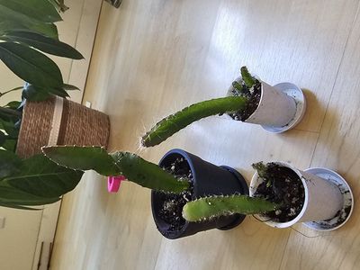 Dragonfruit Cactus