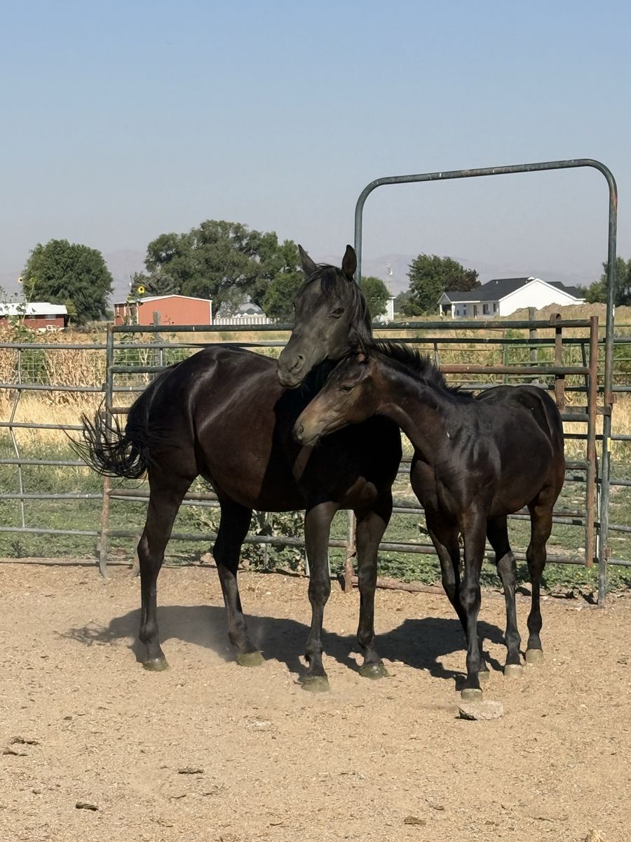 3 in 1 package. Obsessed with Corona mare with Good Candy P at side and in foal to FDD Going Grand