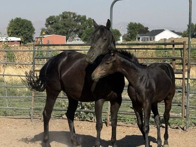 3 in 1 package. Obsessed with Corona mare with Good Candy P at side and in foal to FDD Going Grand