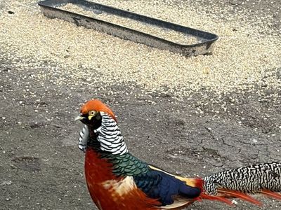 Lady Amherst X Red golden pheasant cross